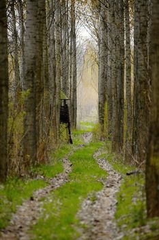 Forest path with hunting watchpost