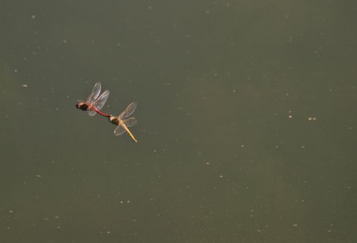 Male and female red darter dragonflies mating in flight