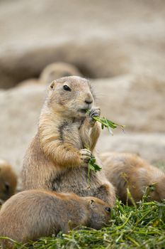 Black-tailed prairie dog eating