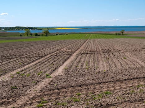 Agriculture background plowed green fields by the sea