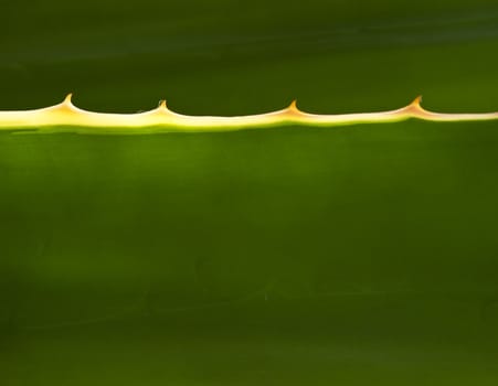 Abstract photo showing detail of aloe vera plant