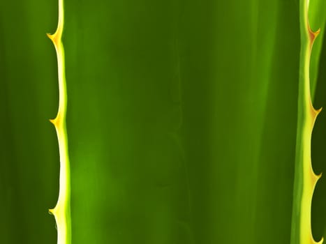 Detail and texture of a beautiful backlighted cactus or aloe leaf