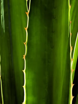 Detail and texture of a beautiful backlighted cactus or aloe leaf