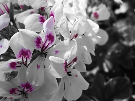 White flowers speckled with deep red and vio;et ideal for romantic backdrops