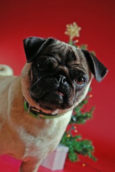 Pug in front of a Christmas tree on red