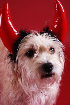 A dog wearing a devil horns halloween costume
