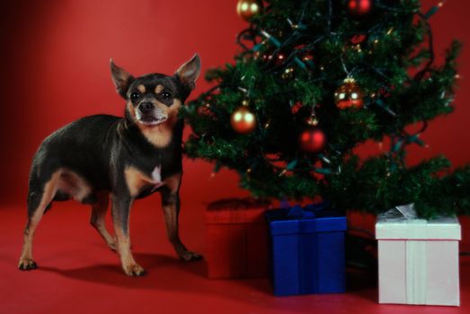 Chihuahua next to a Christmas tree on red