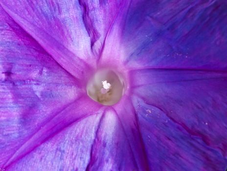 Abstract view of Ocean Blue Morning Glory flower