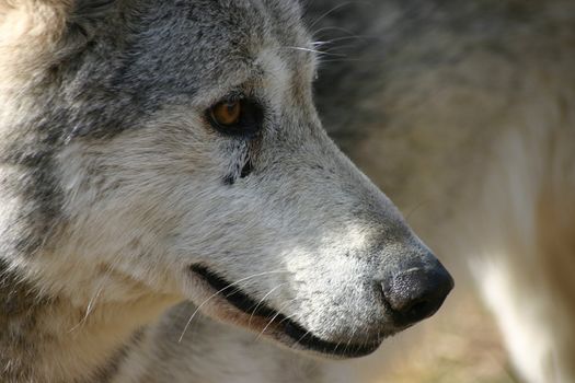 A Canadian Grey Wolf.