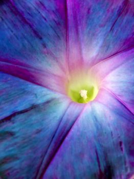 Abstract view of Ocean Blue Morning Glory flower