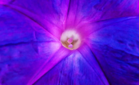 Abstract view of Ocean Blue Morning Glory flower