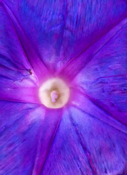Abstract view of Ocean Blue Morning Glory flower