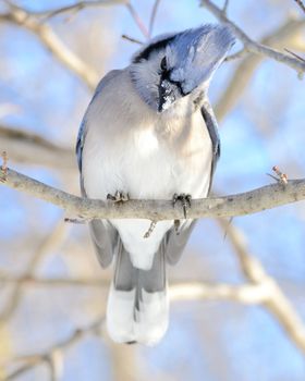 A blue jay perched on a tree branch.