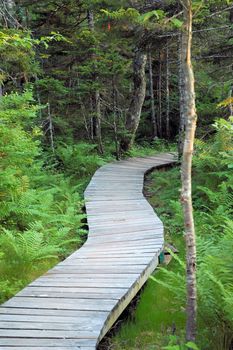 Path in the woods