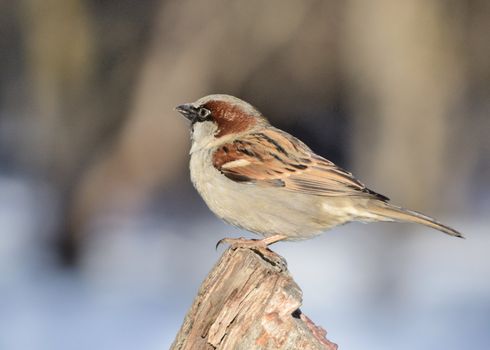 A house sparrow perched on a tree stump.