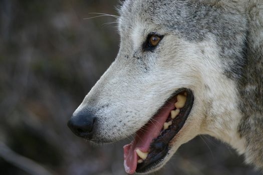 A Canadian Grey Wolf.