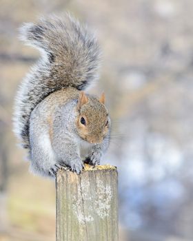 A gray squirrel perched on a post eating bird seed.