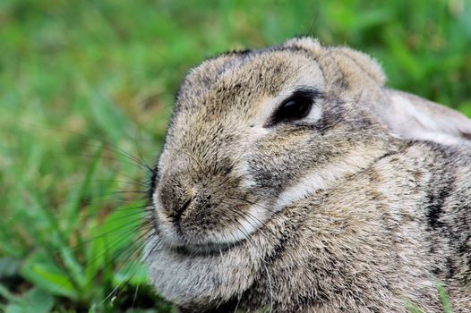 Snowshoe Hare