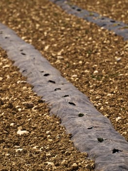 Conceptual agricultural image showing seedlings growing in a field