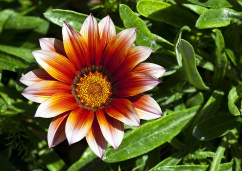 A beautiful gazania flower in full bloom in a garden flowerbed