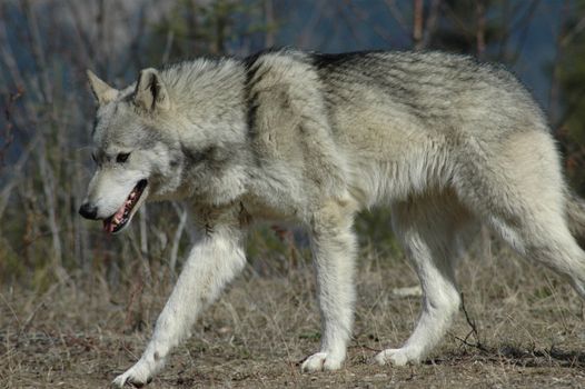 Wolf walking down a path in fall