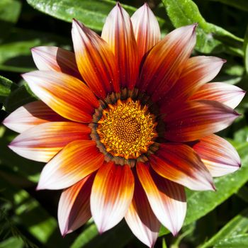 A beautiful gazania flower in full bloom in a garden flowerbed