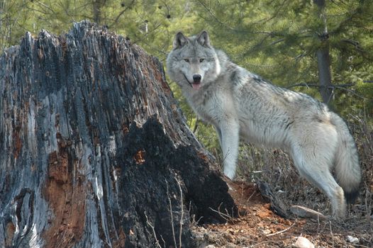 A grey wolf standing next to a old tree stump.