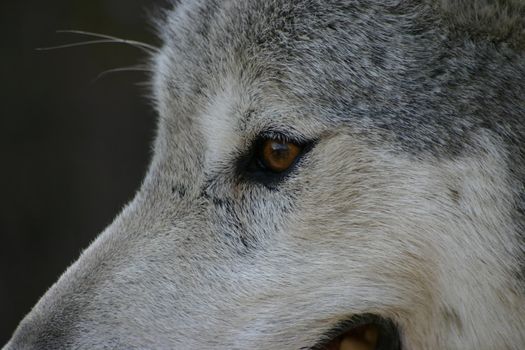 A close-up of a wolf's face and eye.