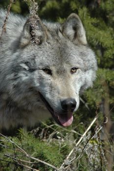 A portrait of a grey wolf.