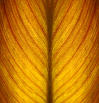 Detail and texture of a beautiful backlighted leaf