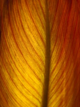 Detail and texture of a beautiful backlighted leaf