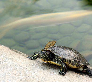 Tortoise on the rock and a fish in the water