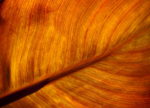 Detail and texture of a beautiful backlighted leaf