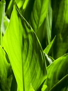 Detail and texture of a beautiful backlighted leaf