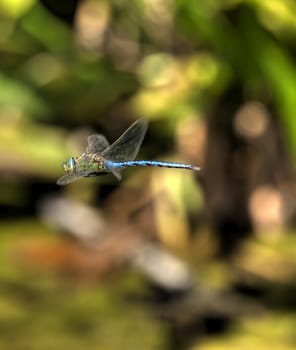 Emperor Dragonfly latin name Anax Imperator here seen in flight