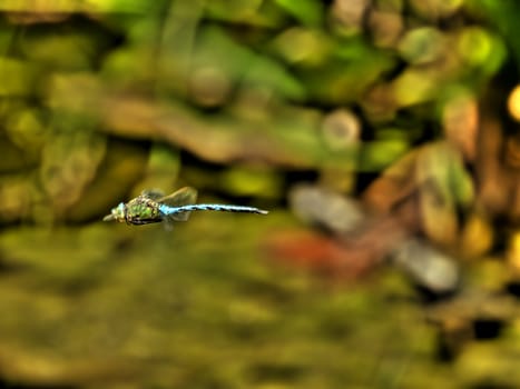 Emperor Dragonfly latin name Anax Imperator here seen in flight