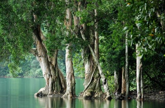 tree in water at forest