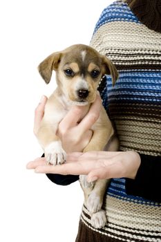 Female hands holding a beautiful and cute puppy