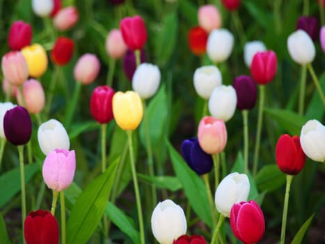 Beautiful field of  multicolored tulips in Netherlands