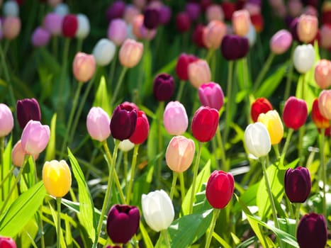 Beautiful field of  multicolored tulips in Netherlands
