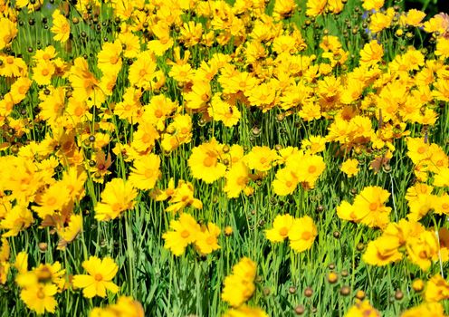 Field of yellow flowers. A background or wallpaper 