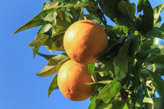 Ripe oranges are hanging on a tree under a bright blue sky