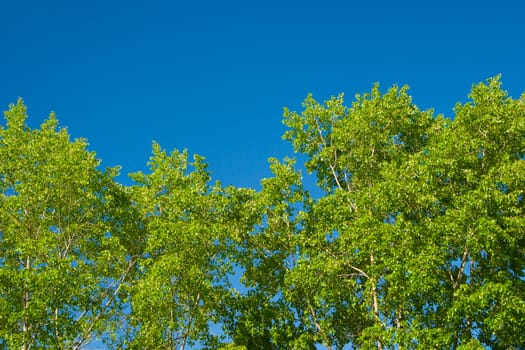 Young leaves of poplar against the morning sky
