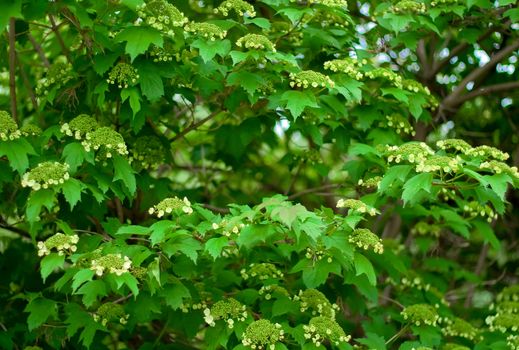 Thickets of flowering viburnum. Natural shooting. Springtime