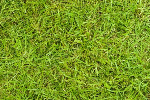 The texture of grass. The image fragment of real lawn after trimming