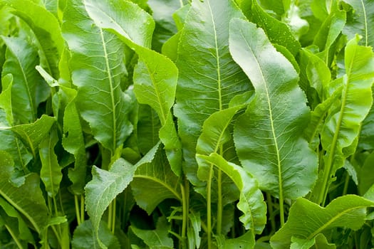 Green vegetation. Image of young shoots. Side sunlight for a division of shadows and highlights