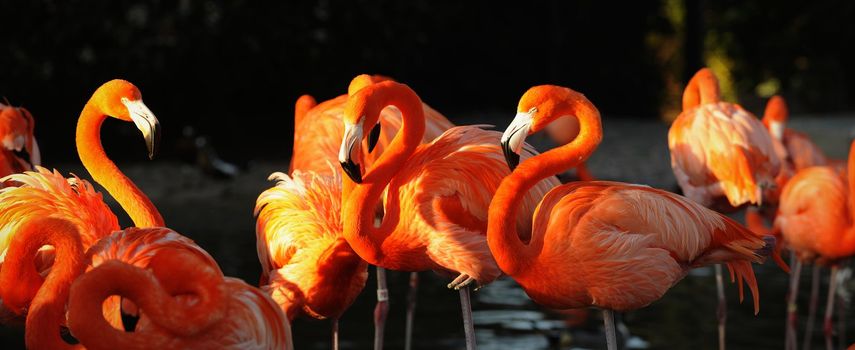 Flamingo on a decline. A portrait of group of pink flamingos against a dark background in decline beams.