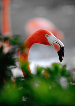  Phoenicopterus ruber. Portrait of a flamingo in a frame of green leaves.