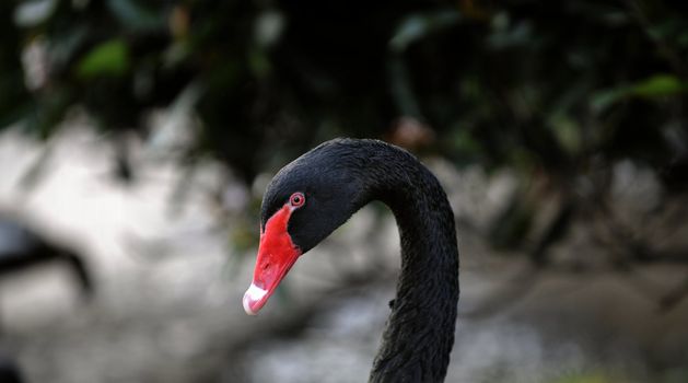 Portrait of a black swan in a foliage environment. 