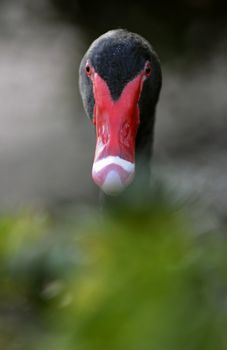 Portrait of a black swan in a foliage environment. 